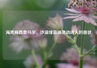 海湾梅西奥马尔，沙漠绿茵场灵动诗人的现状