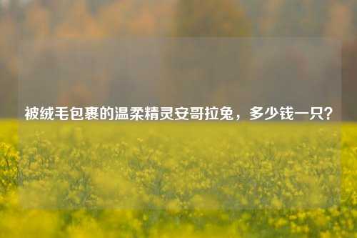 被绒毛包裹的温柔精灵安哥拉兔，多少钱一只？